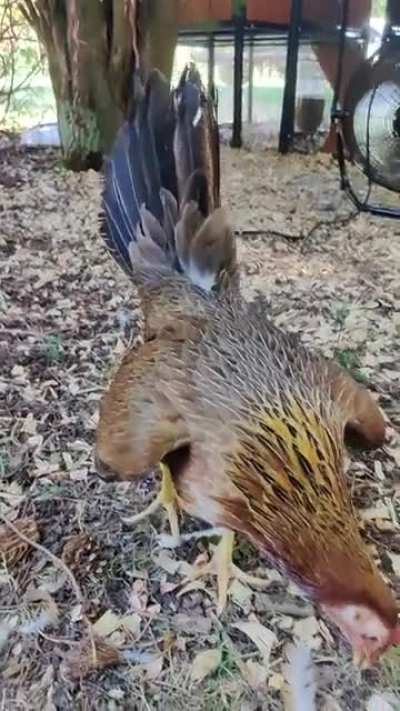 Anyone else have a really vocal hen? I can't tell if she's expressing her displeasure with me or if she just likes hearing her own voice.