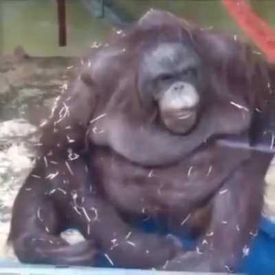 NOO MONKEY