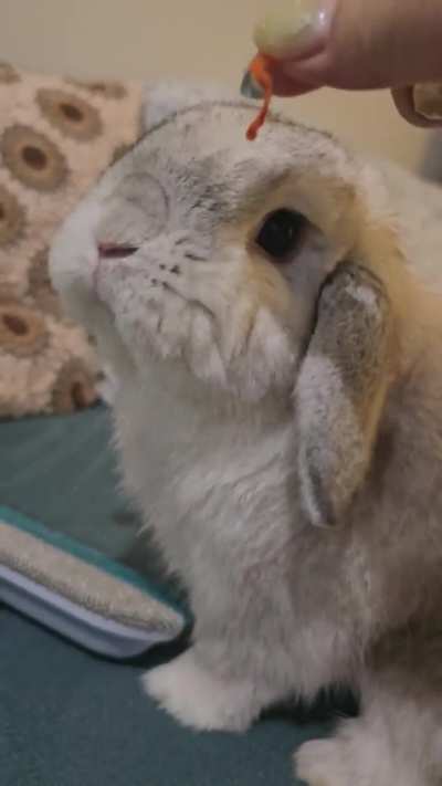 Momo mouuuff