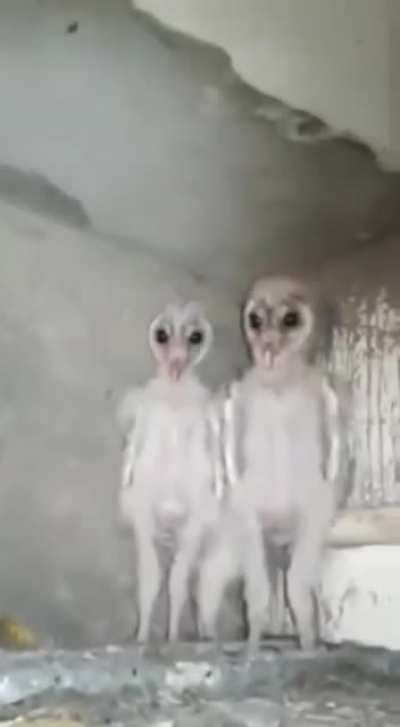 Who&rsquo;s making all that ruckus in the attic?