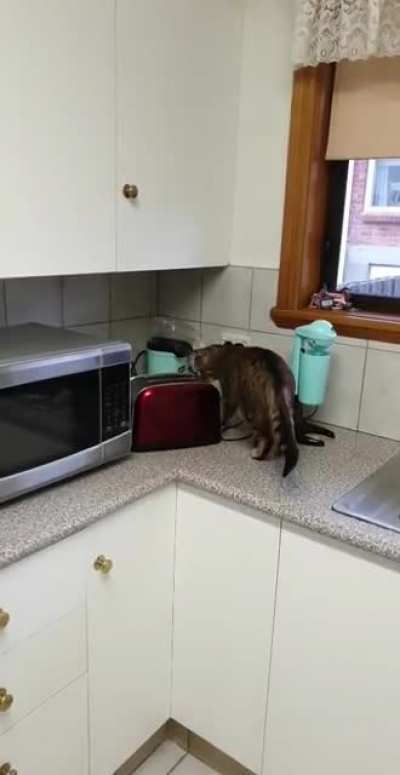 Toast startle
