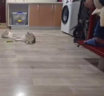 Gato truco.