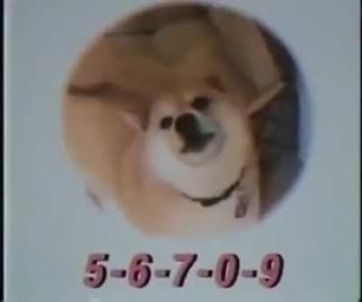 Dog talent show