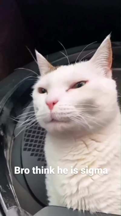 adopta un gato bana 