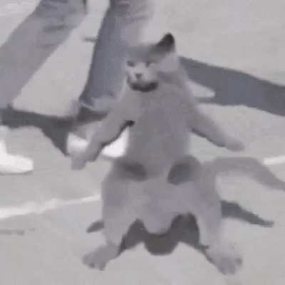 Blessed cat gif