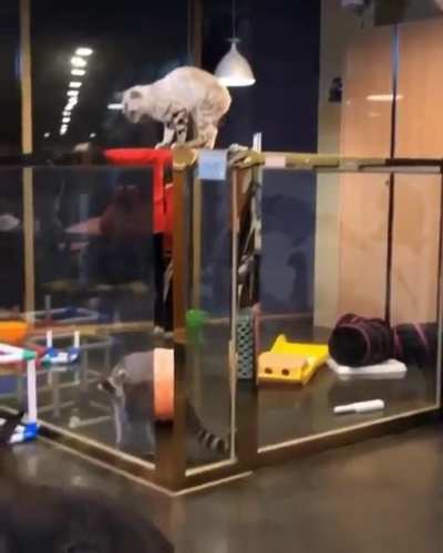 Trashpanda thinks he&rsquo;s a cat