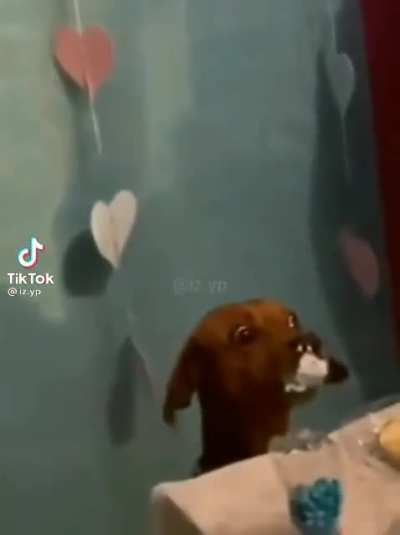 cachorro>>>gato