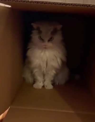 Kitty cat