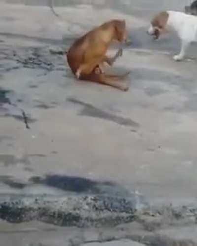 A evolução não é incrível?