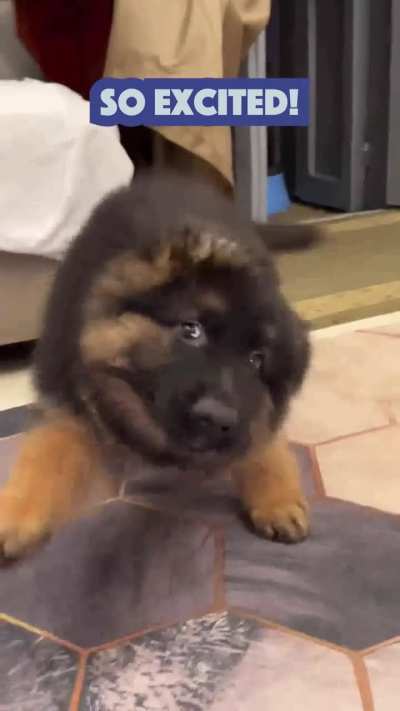 Cute Puppy Loves His New Vest!