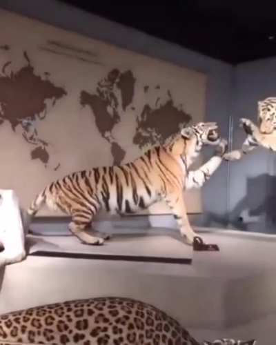 Cool lion exhibit