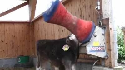 A happy cow that enjoys using the aptly named "Happy Cow" motorized cow scratcher