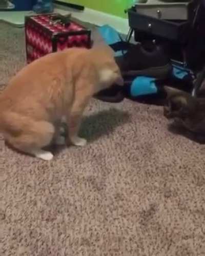 When the cat saw he's standing on his own tail