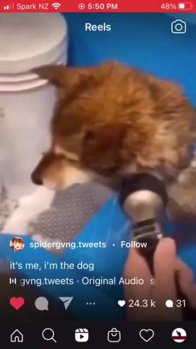 Doggo do screm