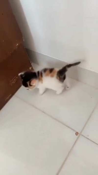 bonk