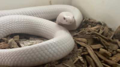 Monocled cobra