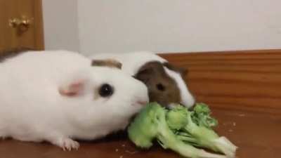 nomnomnomnom BONK!!