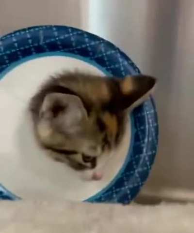 Kitty battle cry