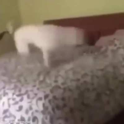 Spinning dog