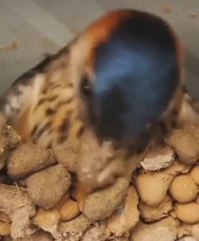 I didn&rsquo;t know that&rsquo;s how peanut butter was made