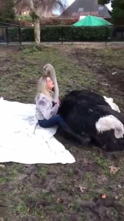 Мять гусю шею