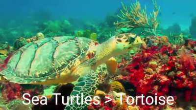 It&rsquo;s Sea Turtle Tuesday! 🐢