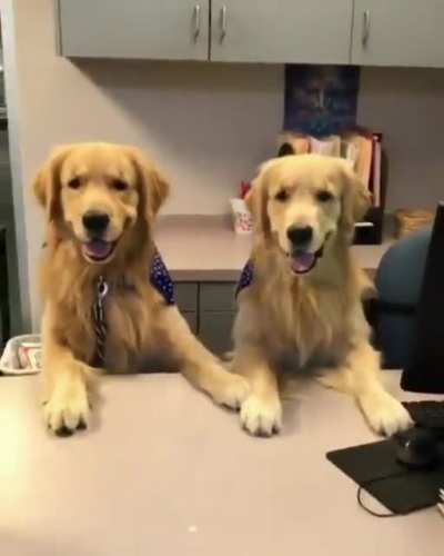 "Welcome to Good-Boy Insurance. How may I help?"