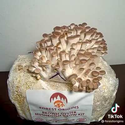 Mushroom