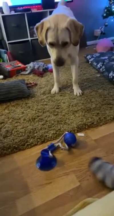 Doggo plus succion cup plus elastic equals new hat.