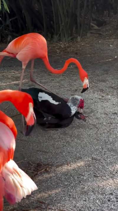Threesome?