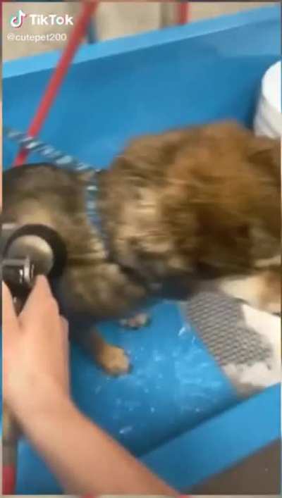 who knew dogs could scream