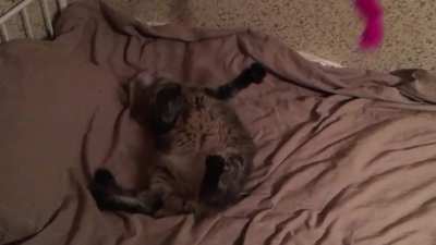 Kitty tries to catch a toy without getting up