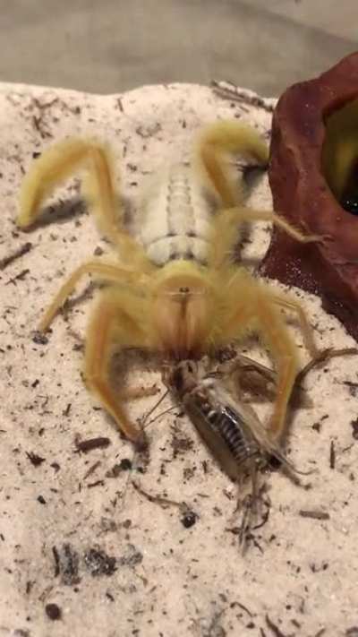 Not your typical spiderbro but a cousin none the less 😅 a cousin who may need some major anger management classes though 🤣