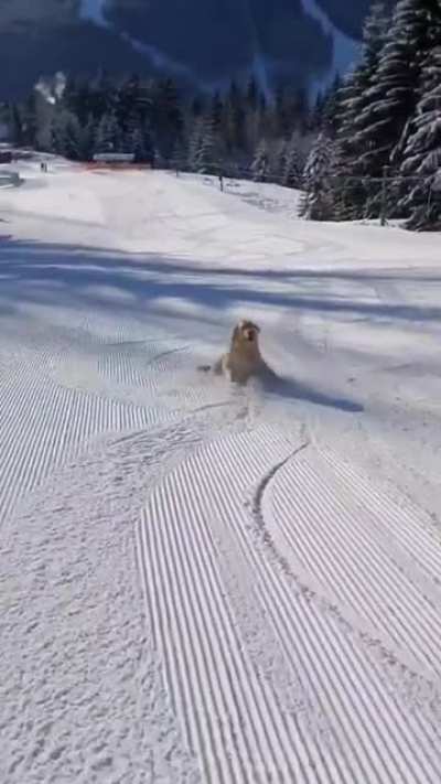 Golden Attempt at Skiing
