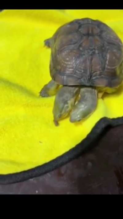 The two headed turtle future Kaiju