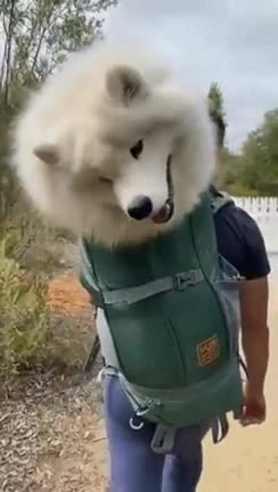 l See Dog Fun