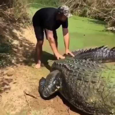 There's some forced perspective but that's still a big croc.