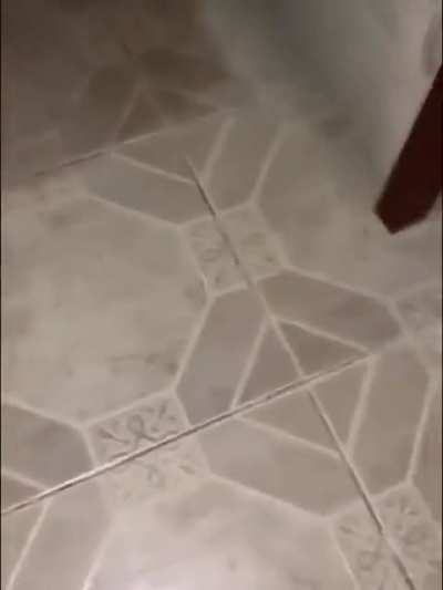 BeelcitosMemes - Video #8403