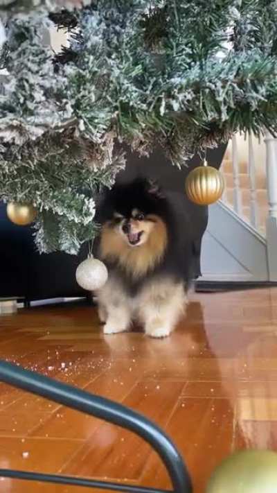 It&rsquo;s Mocha&rsquo;s favourite time of the year