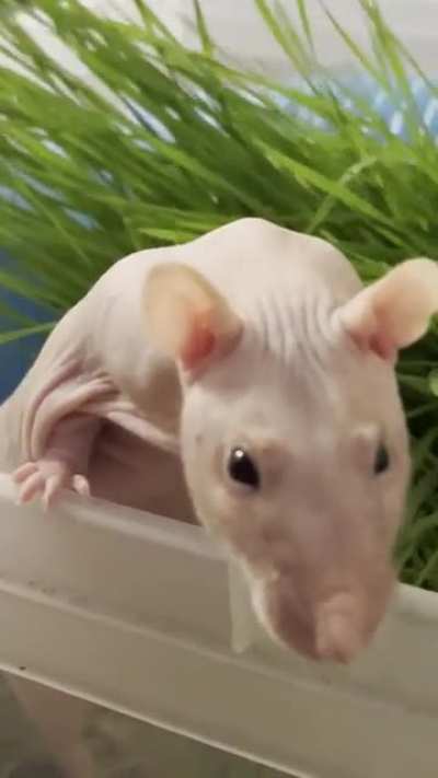 Naked boi close up
