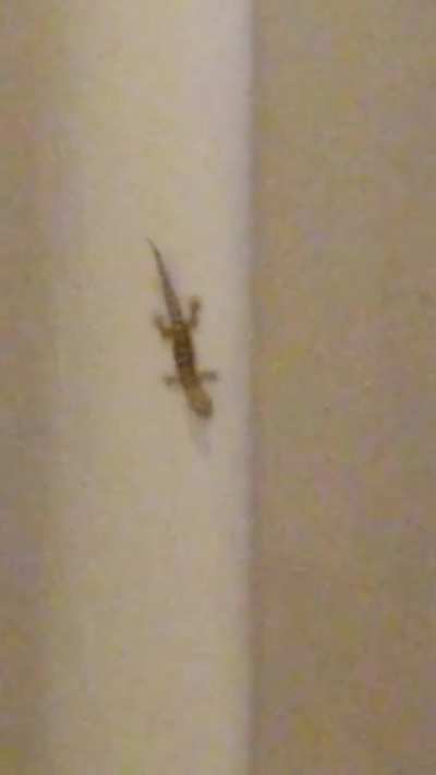 Lizard scream