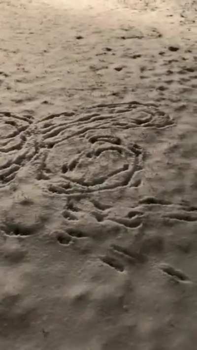 This dog is such an artist.