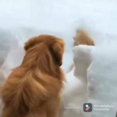 The infamous golden snow plow