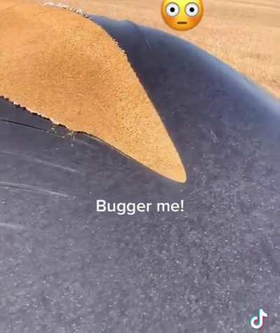 This massive bag of grains tearing in half