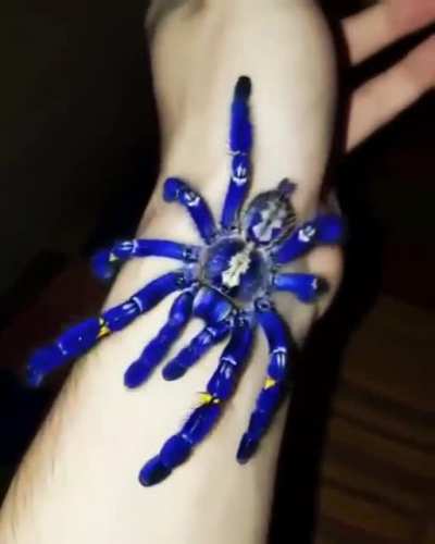 🔥 Cobalt blue tarantula