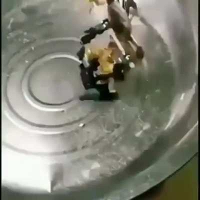 Robot va cangrejo con linkin park de fondo