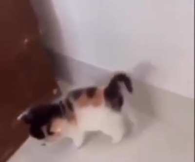 Poor kitty!!!!