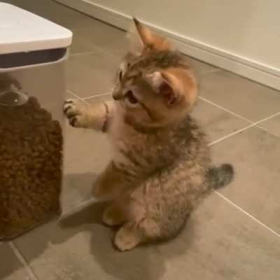 What do you feed your cats?🐈🐱