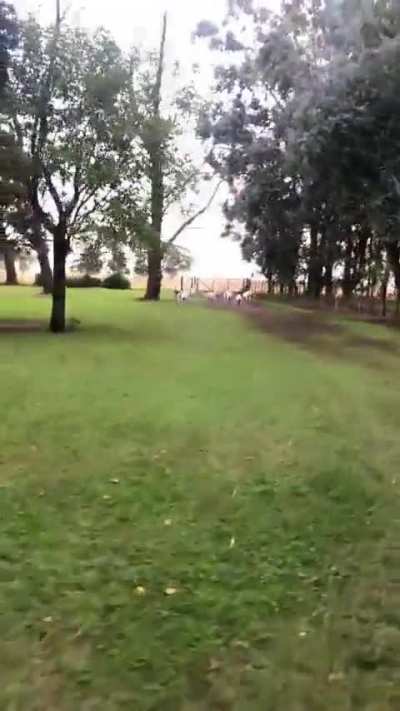 Sacando a pasear a las mascotas 