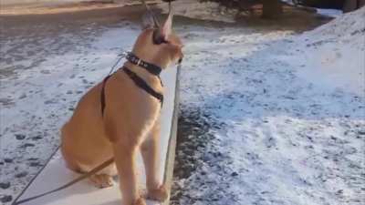 Feelin&rsquo; like a caracal on a leash